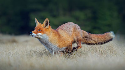 Renard en pleine course