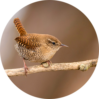 Troglodyte mignon posé sur une branche